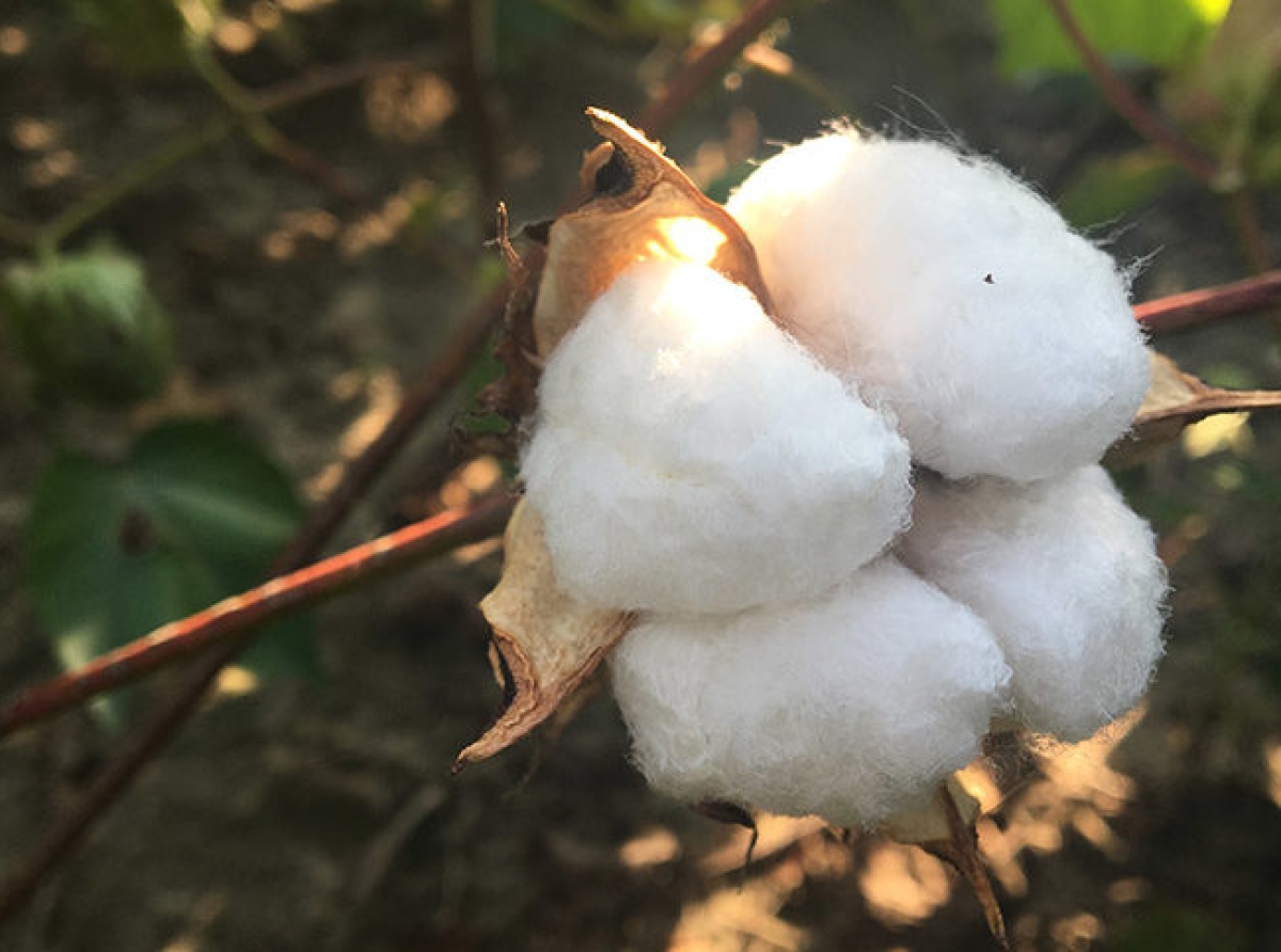 TED SHEELY AWARDED 2021 COTTON GROW COTTON ACHIEVEMENT AWARD